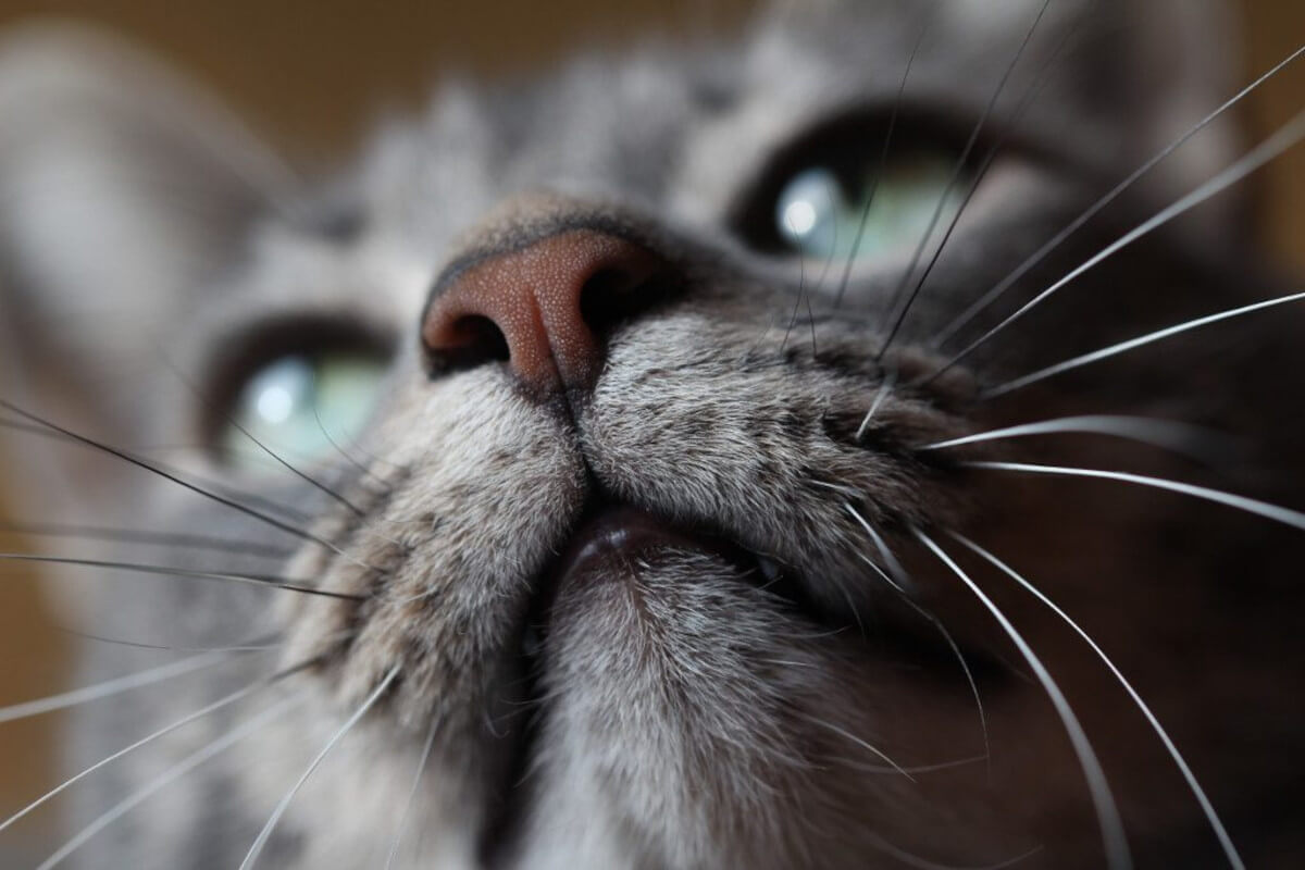 Close up of cat's mouth, nose and whiskers