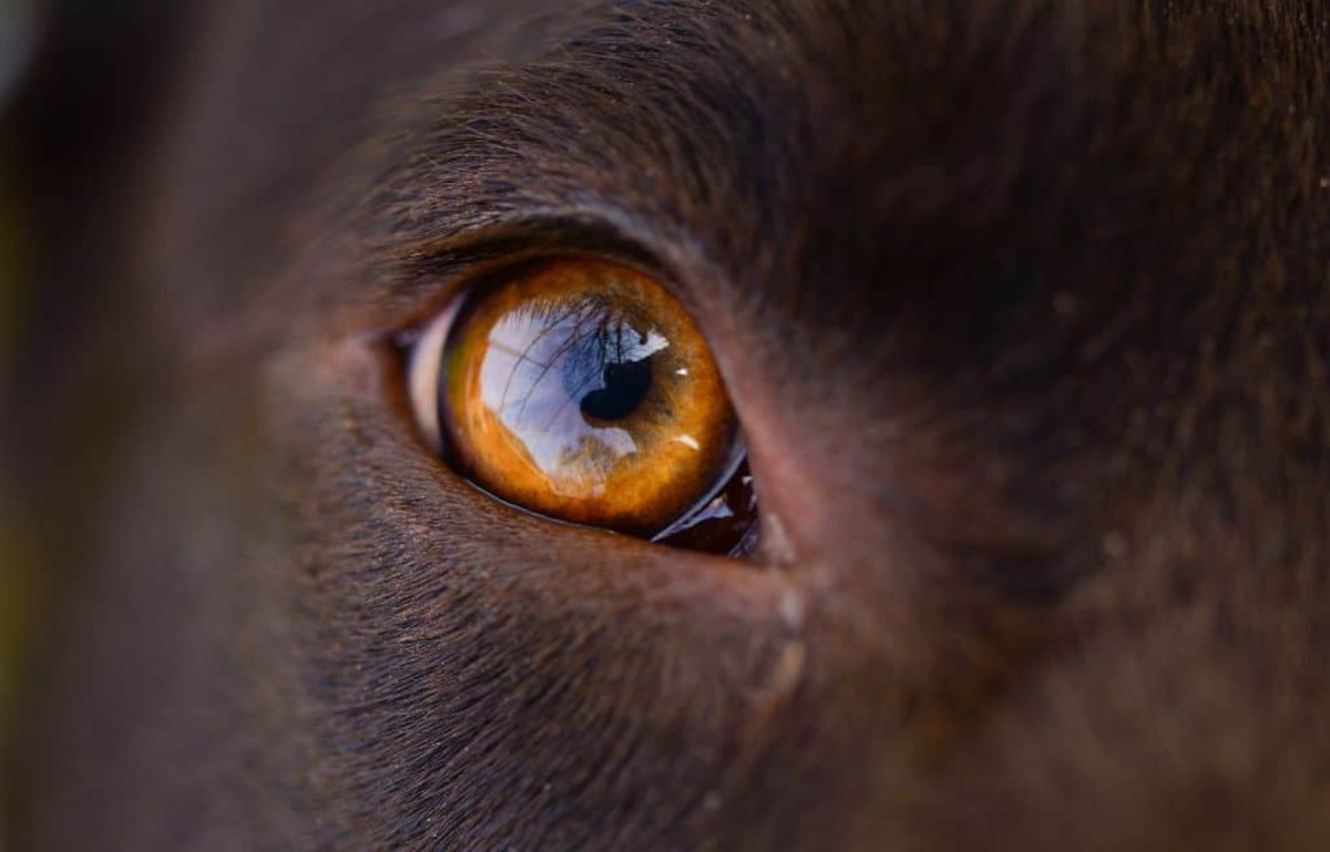Close up of dog's eye