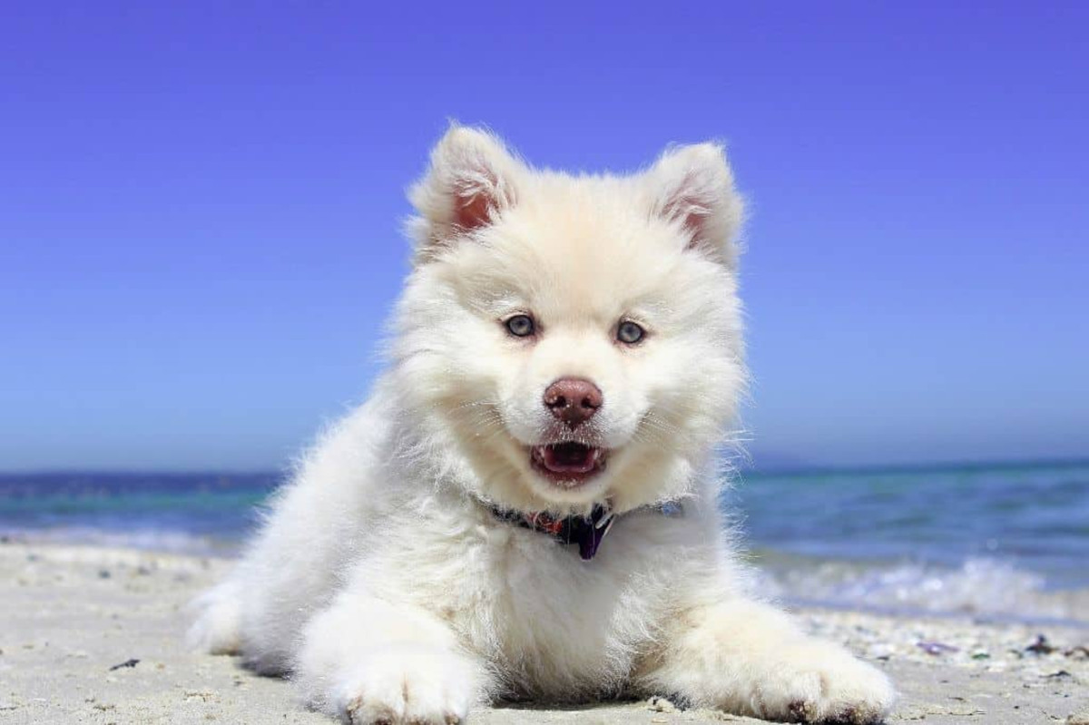 White dog at beach