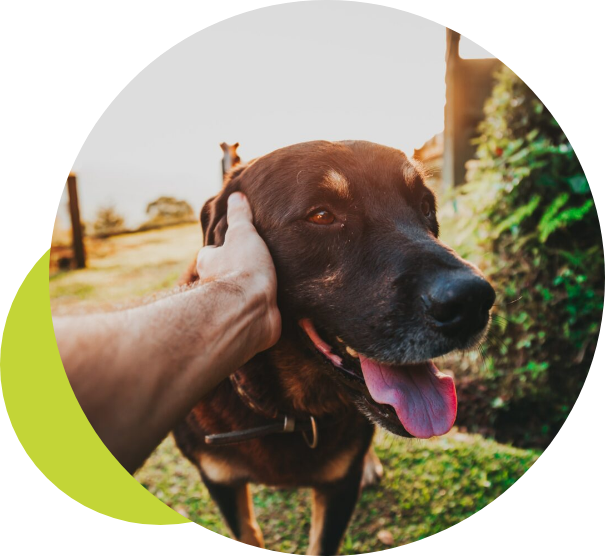 Black dog having face stroked