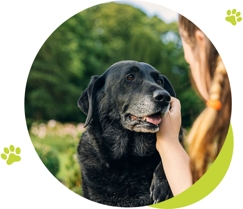 Girl stroking black dog's face