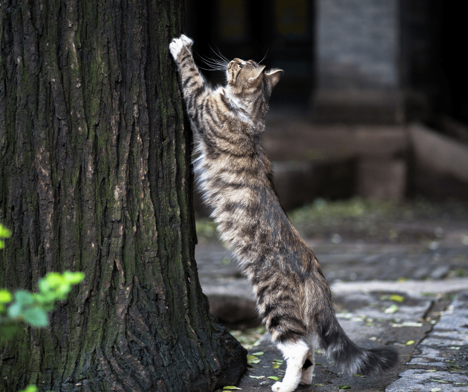 cat stretching against a tree